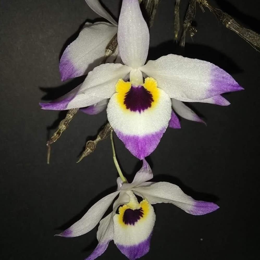 Rare Orchid For Sale | Buy Exotic Orchids Online Siborchid