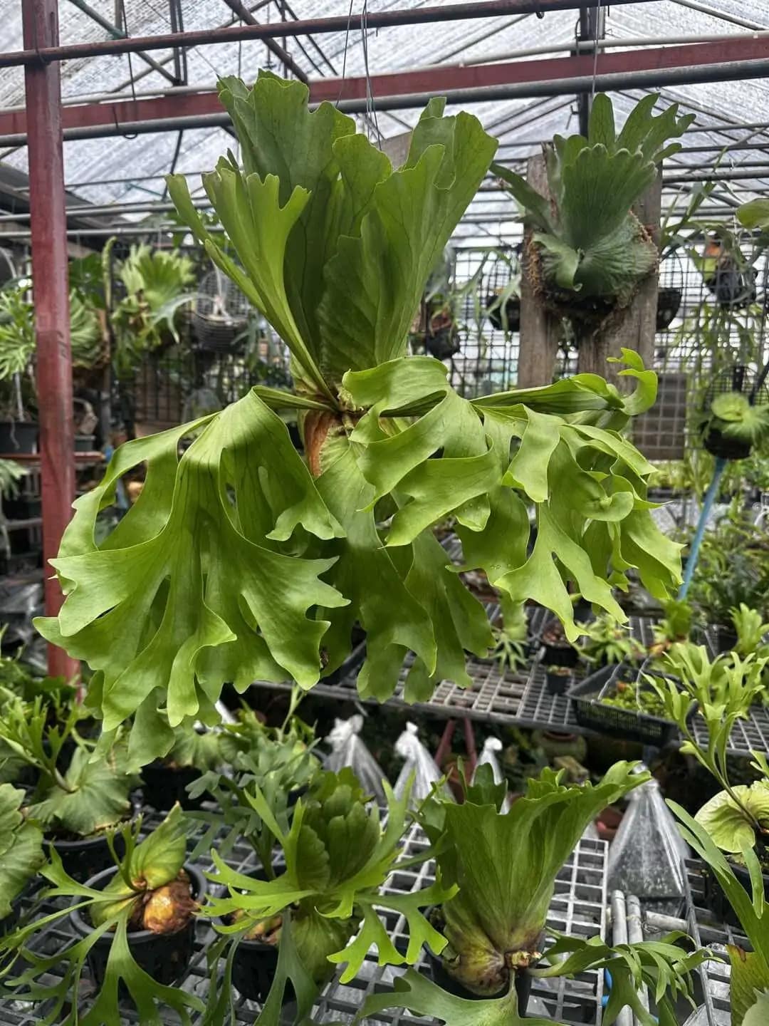 Platycerium Kitshakood 