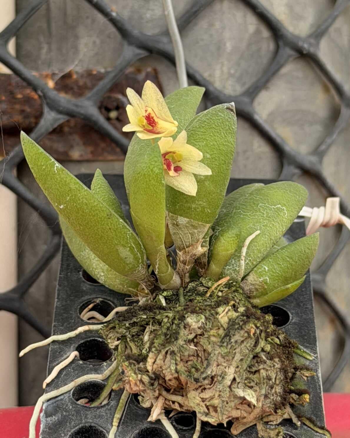 Dendrobium rigidum – Blooming Size Miniature Orchid