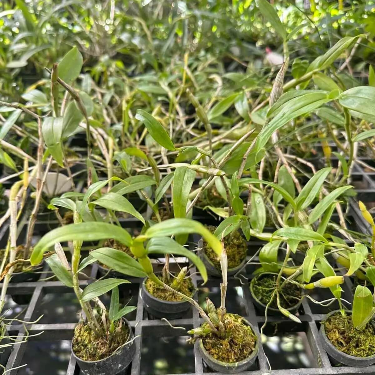Dendrobium chrysocrepis for sale siborchid.com