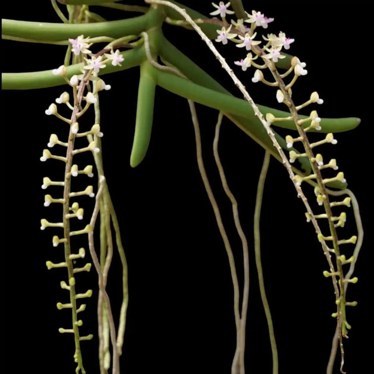 Cleisostoma arietinum