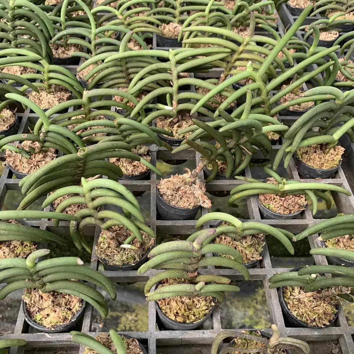 Cleisostoma arietinum