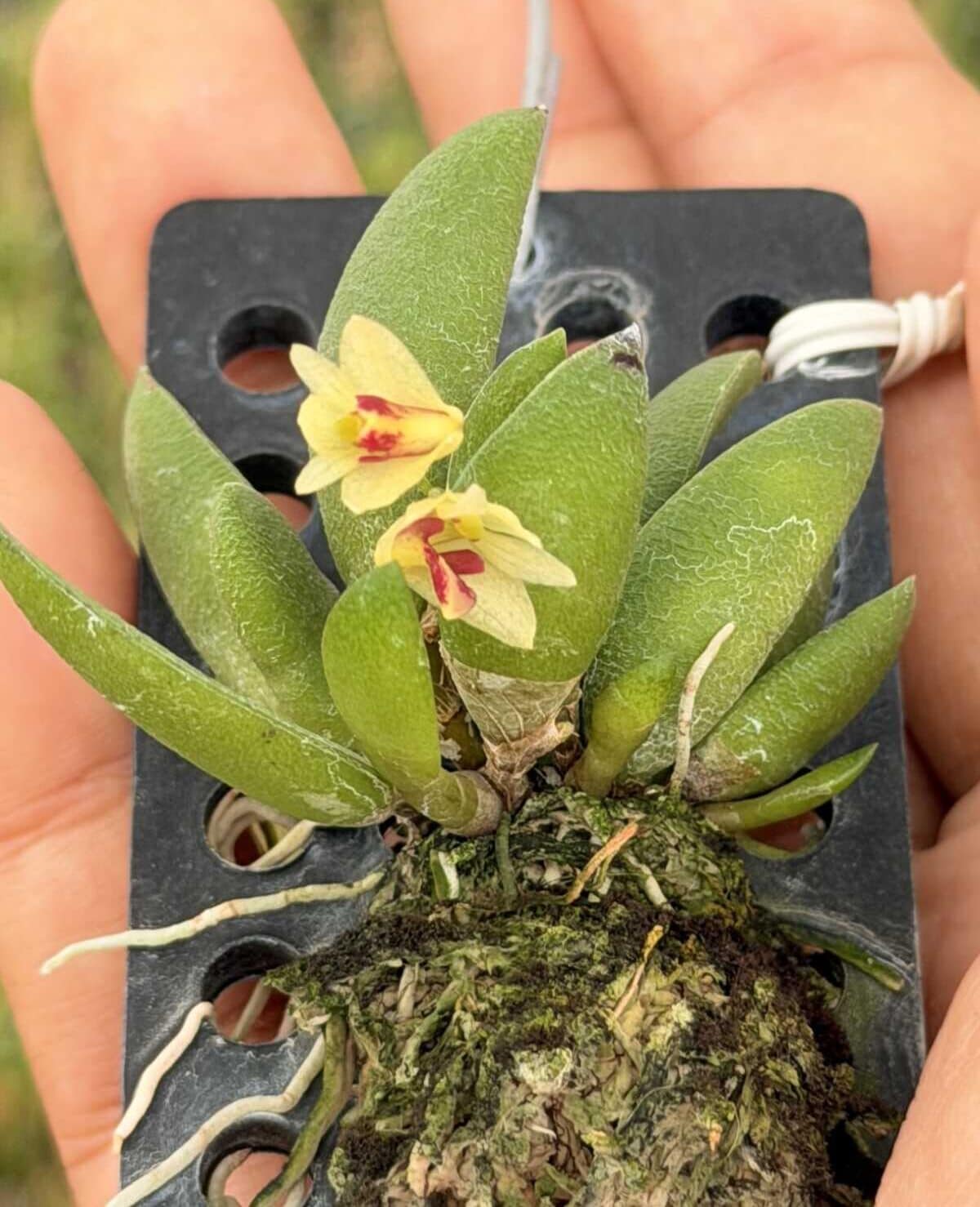 Dendrobium rigidum – Blooming Size Miniature Orchid