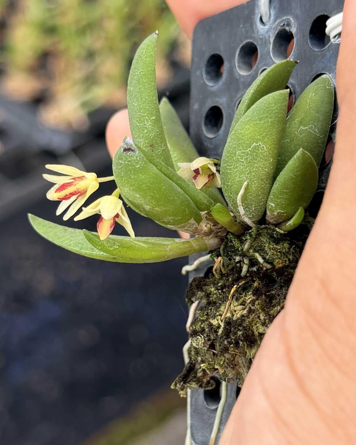 Dendrobium rigidum – Blooming Size Miniature Orchid