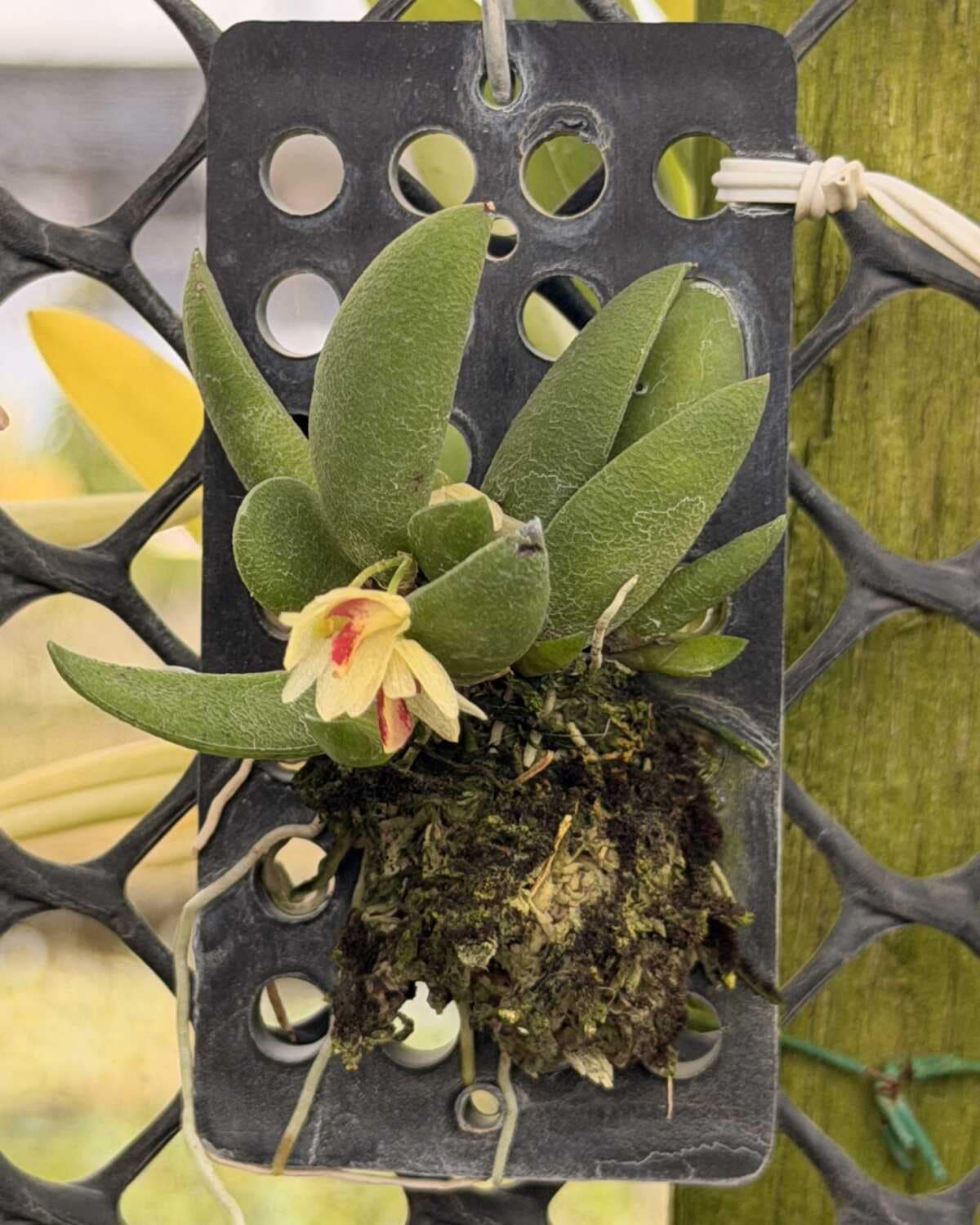 Dendrobium rigidum – Blooming Size Miniature Orchid