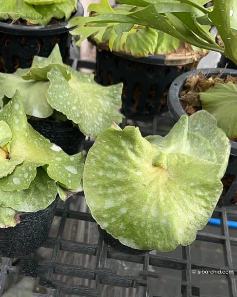 Platycerium Ridleyi Pakarang - SibOrchid.com