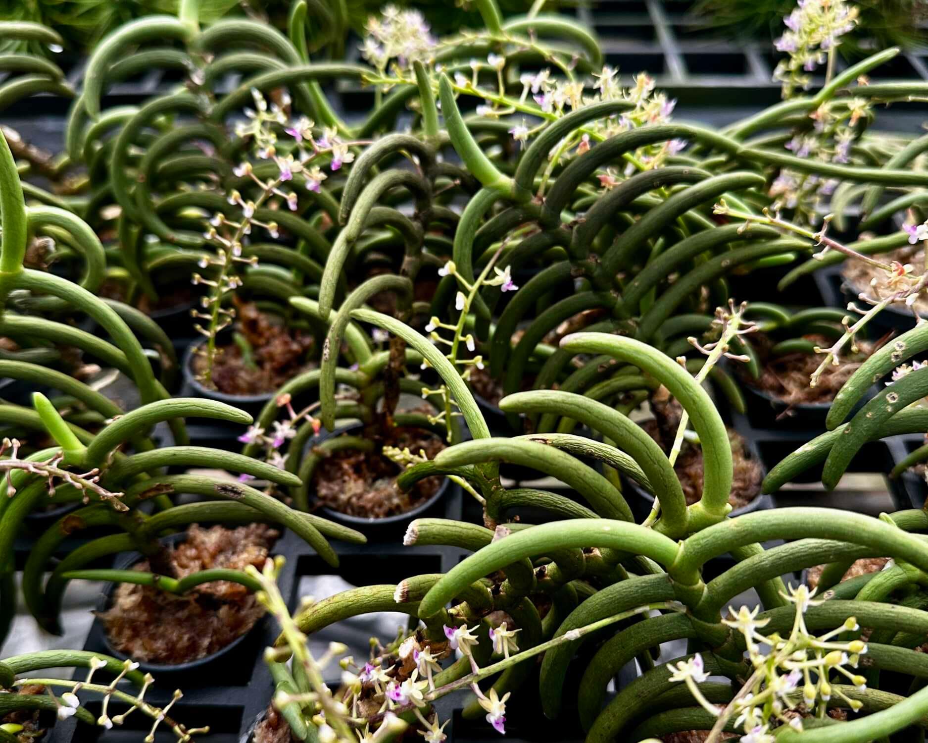 Cleisostoma arietinum
