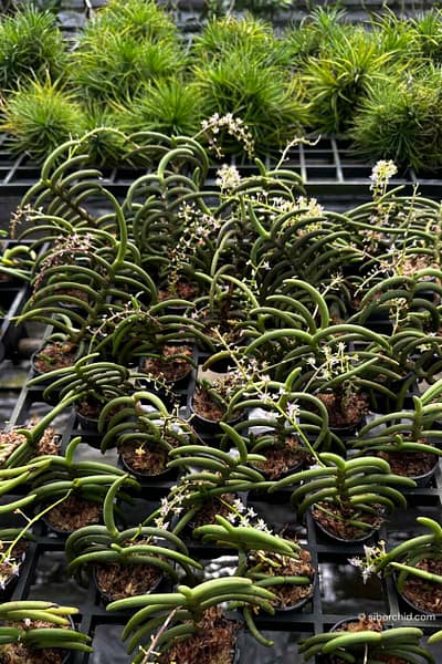 Cleisostoma arietinum