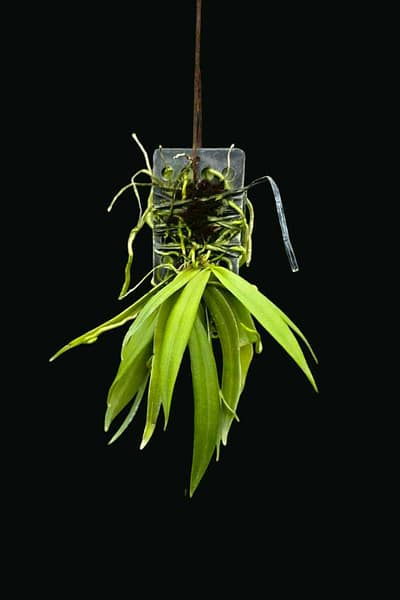 Grosourdya appendiculata