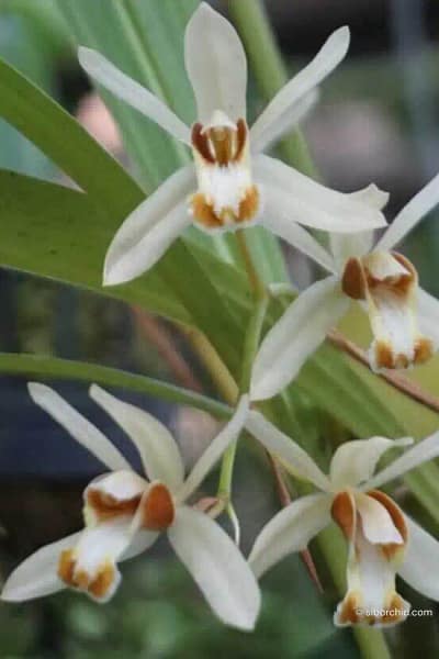 Coelogyne trinervis