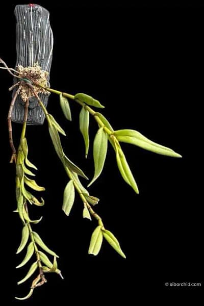 Trichotosia pulvinata