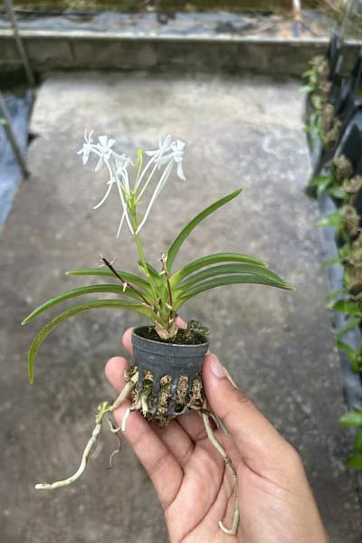 vanda falcata