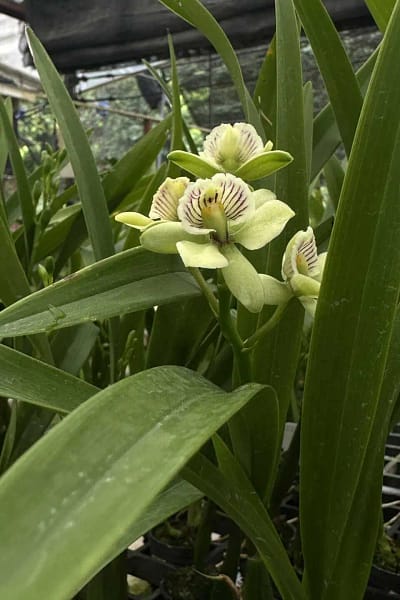 encyclia radiata