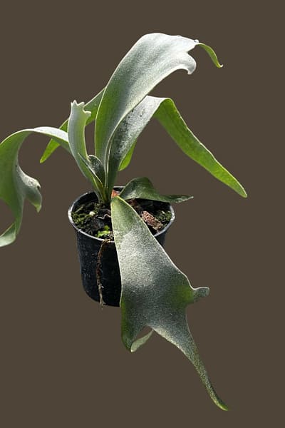 Platycerium willinckii Yellow Moon × Cloud Series sporeling – rare hybrid staghorn fern