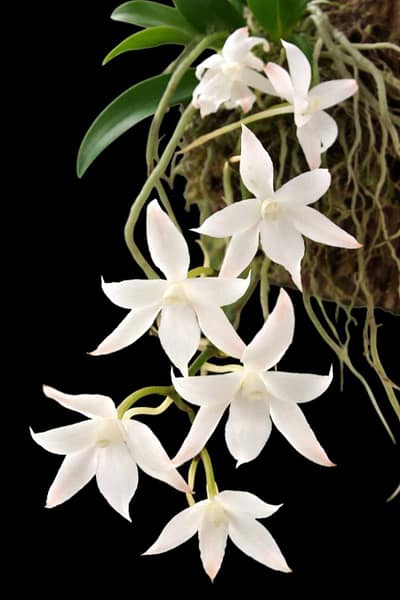 Aerangis biloba miniature orchid small size plant with compact green leaves