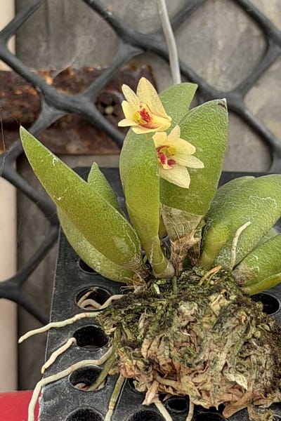 Dendrobium rigidum – Blooming Size Miniature Orchid