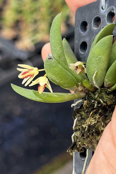 Dendrobium rigidum – Blooming Size Miniature Orchid