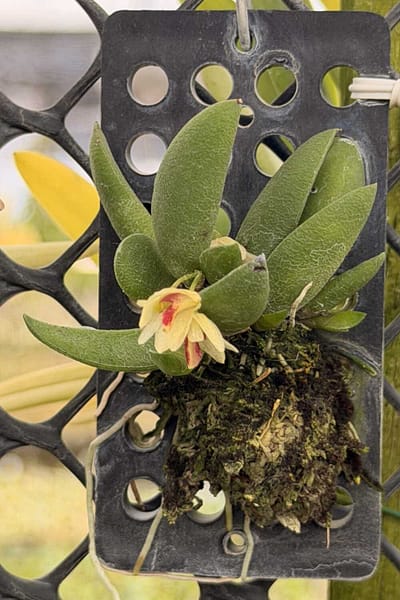 Dendrobium rigidum – Blooming Size Miniature Orchid
