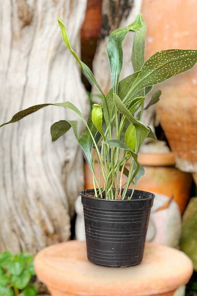 Home - Home orchid from