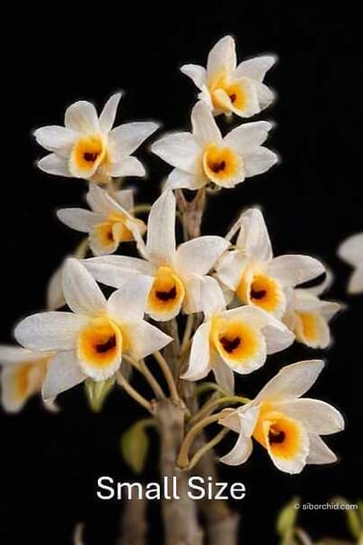 Dendrobium bensoniae (Small)
