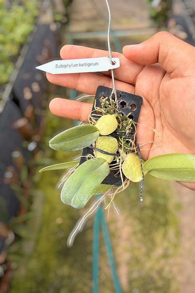 Home - Bulbophyllum barbigerum