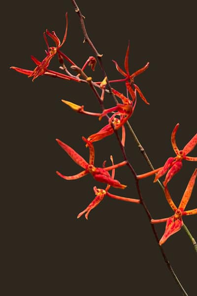 Home - Renanthera matutina (Blooming Size)