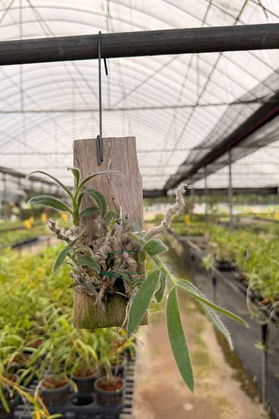 Home - Dendrobium senile
