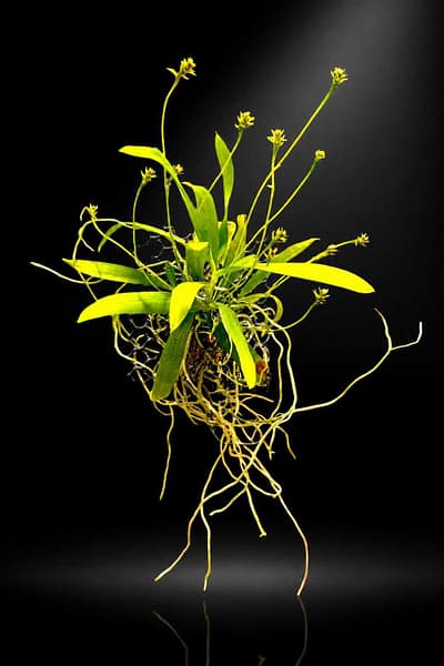 Home - Home orchid from