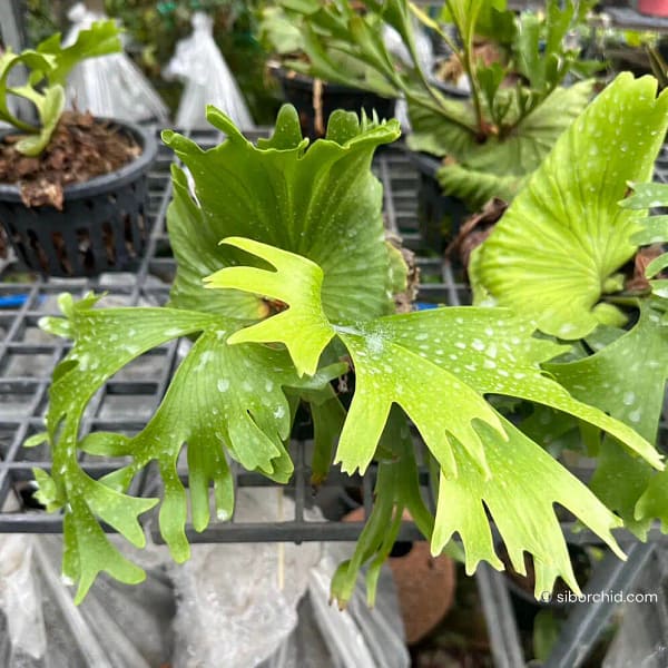 Platycerium Coronarium Thin Thin For Sale - SibOrchid.com