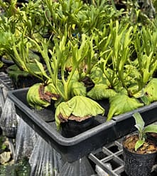 Platycerium Ridleyi Pakarang - SibOrchid.com