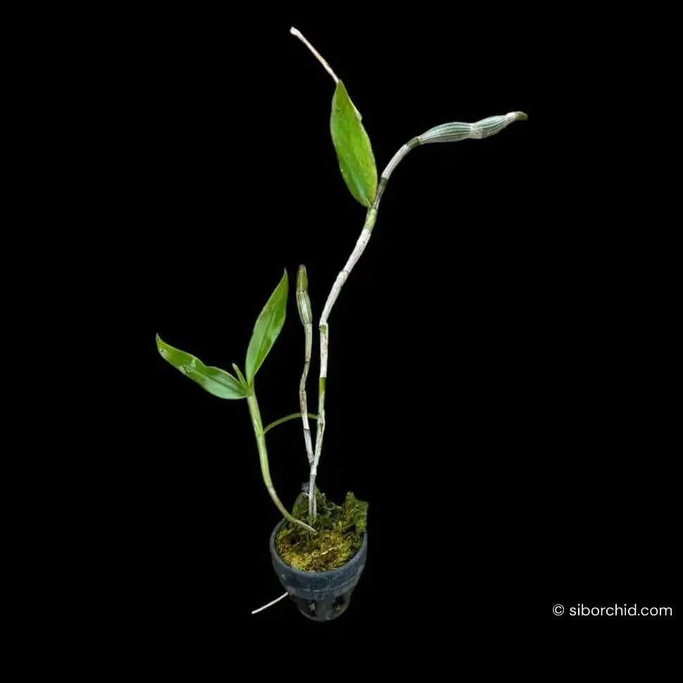 Dendrobium chrysocrepis siborchid.com