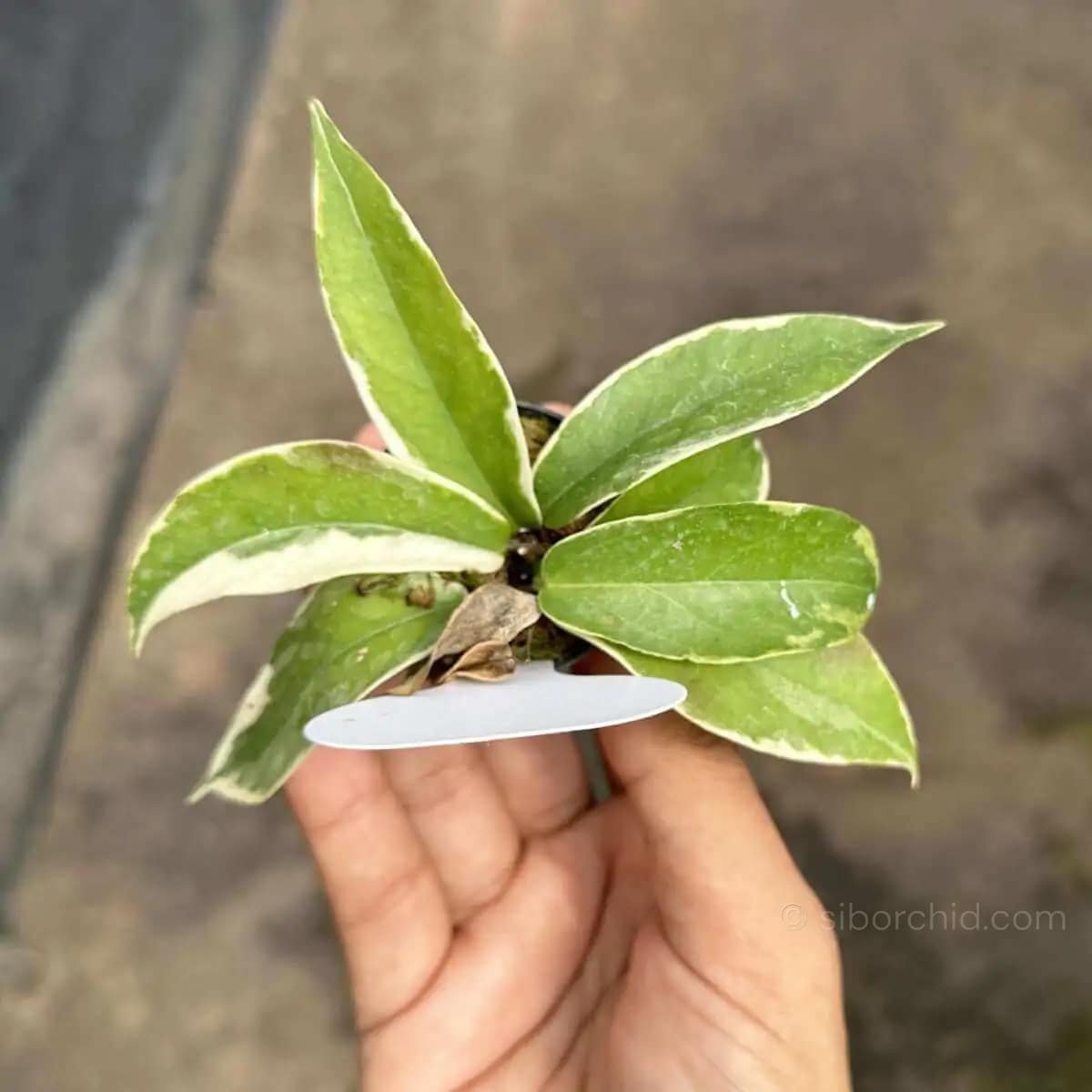 Platycerium Kitshakood 