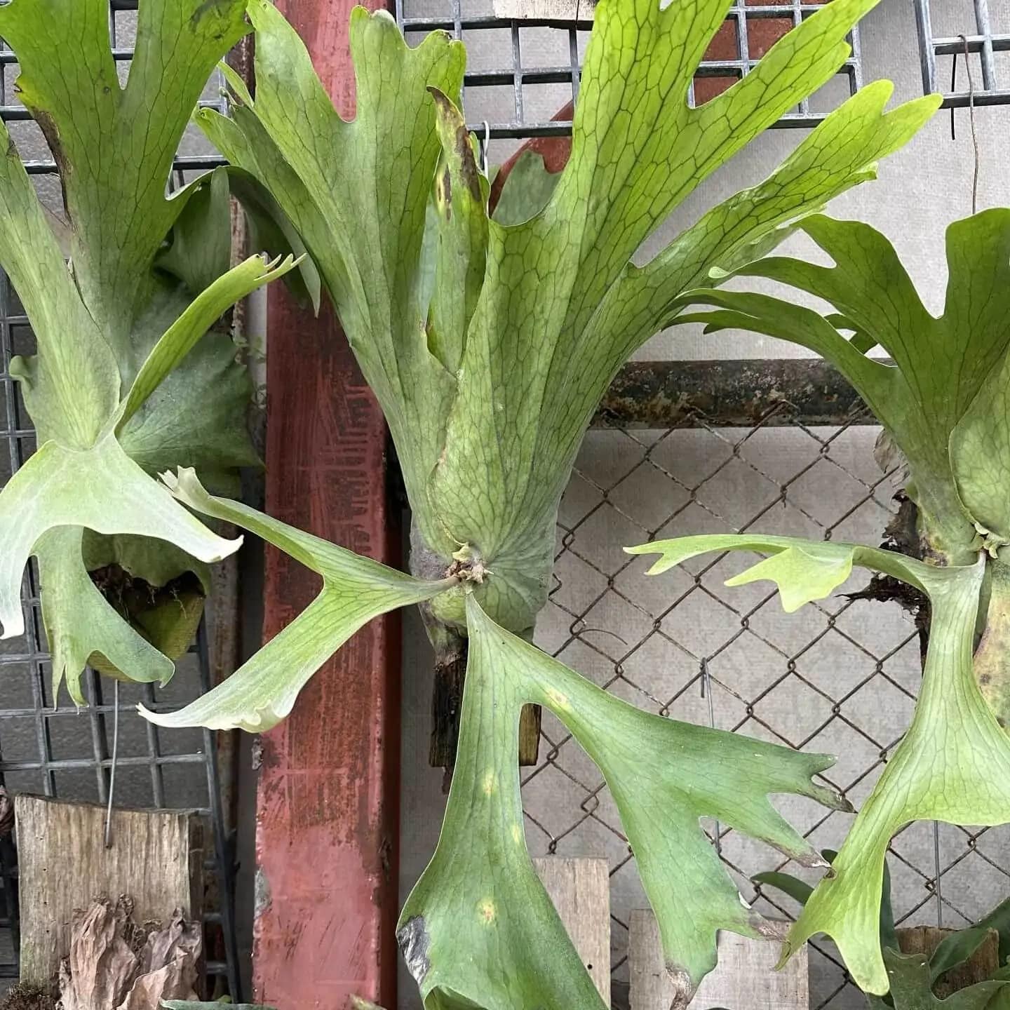 Platycerium Coronarium Thin Thin For Sale - SibOrchid.com