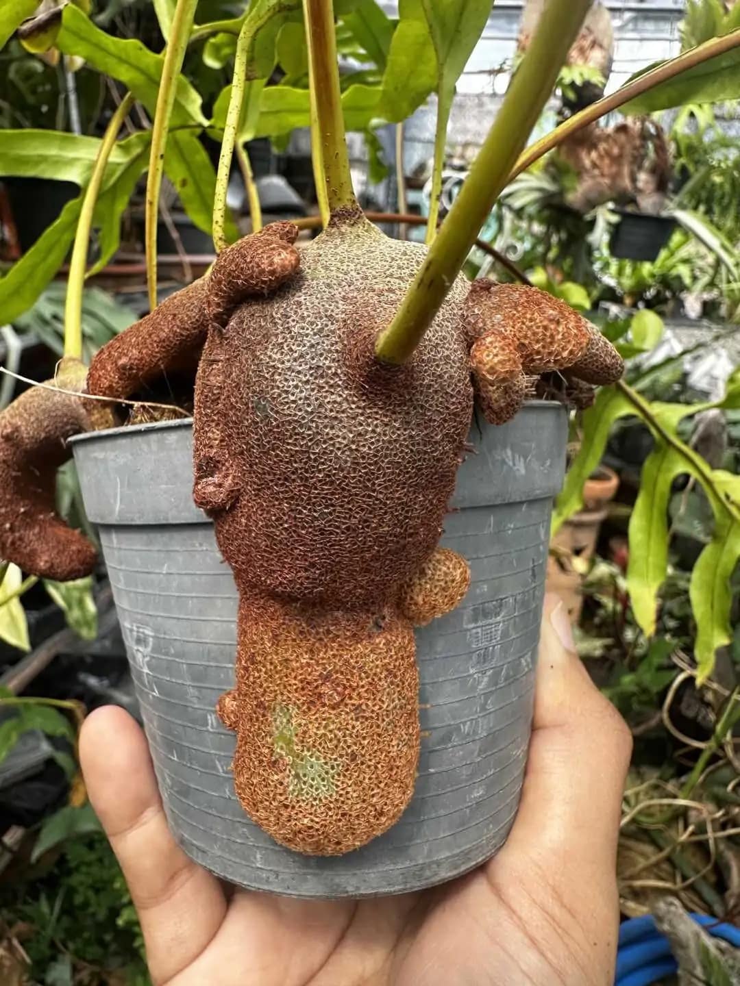 Lecanopteris sp. – Ant Fern