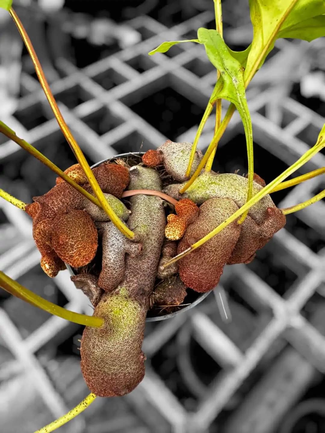 Lecanopteris sp. – Ant Fern