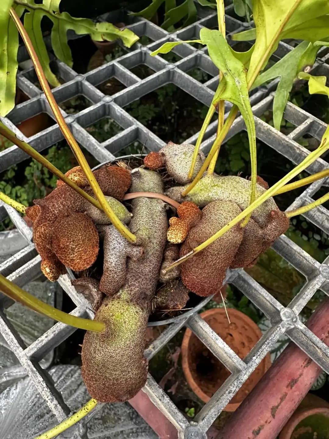 Lecanopteris sp. – Ant Fern