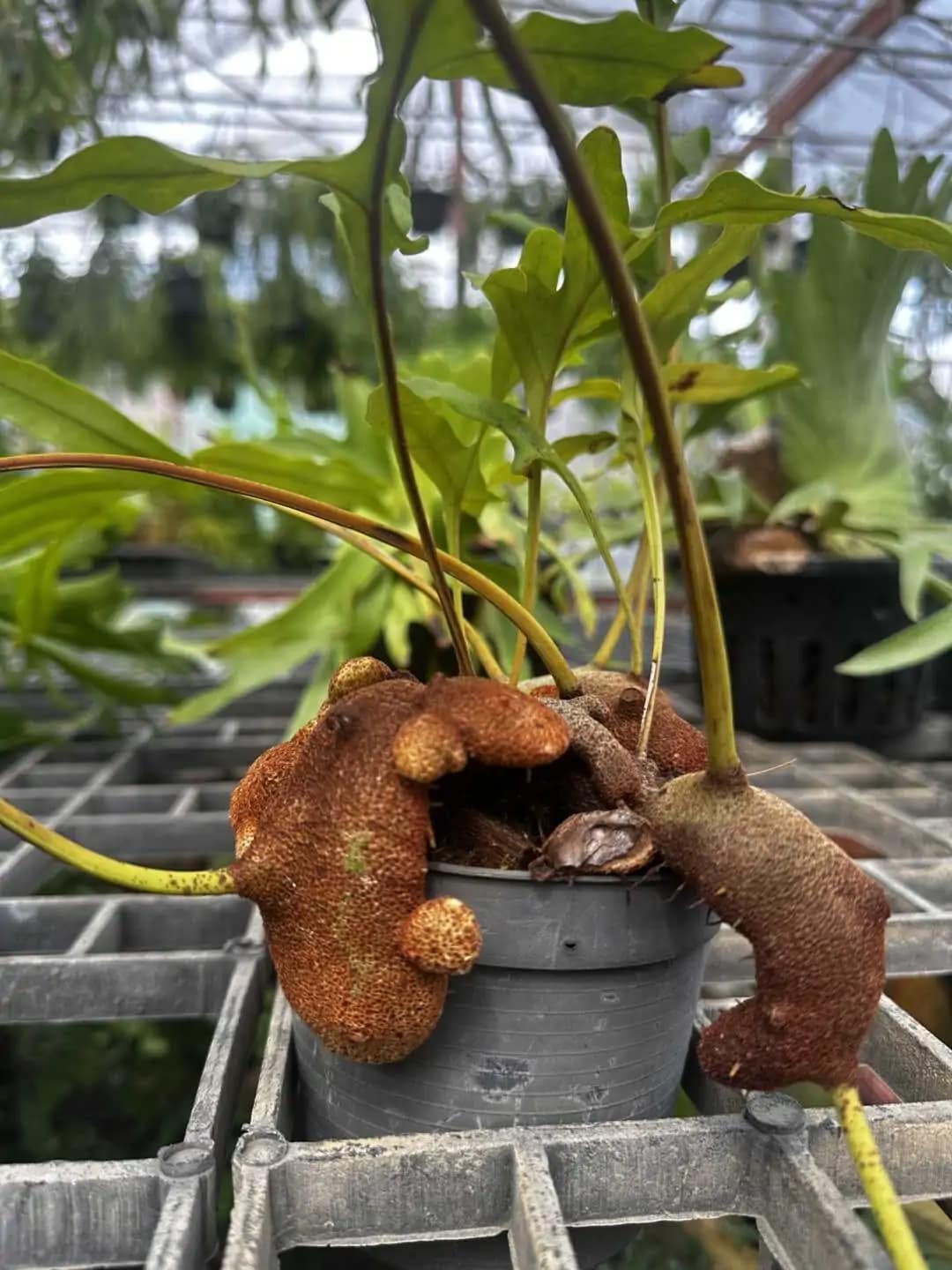 Lecanopteris sp. – Ant Fern