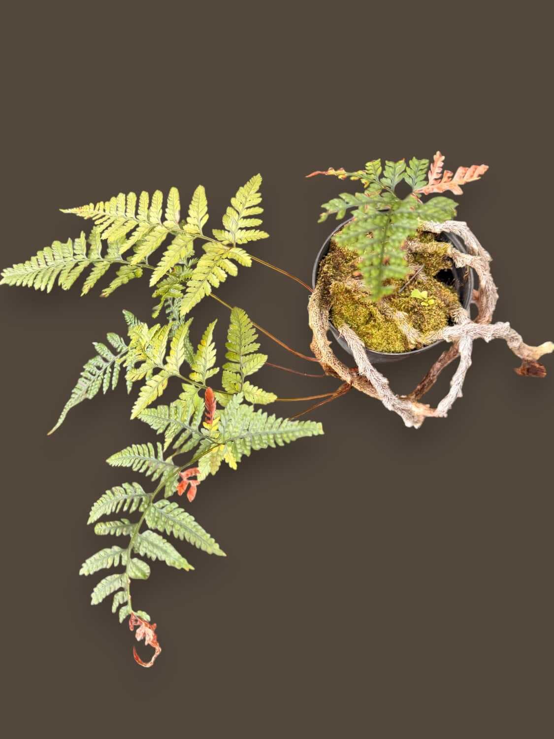 Davallia fejeensis - Davallia fejeensis Rabbit’s Foot Fern