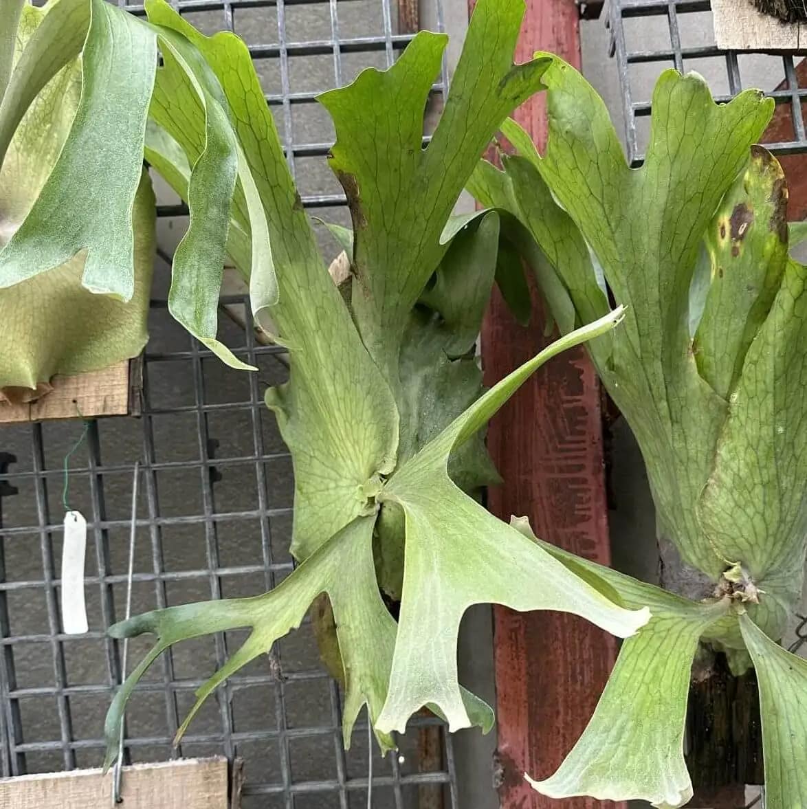 Platycerium holtumii 