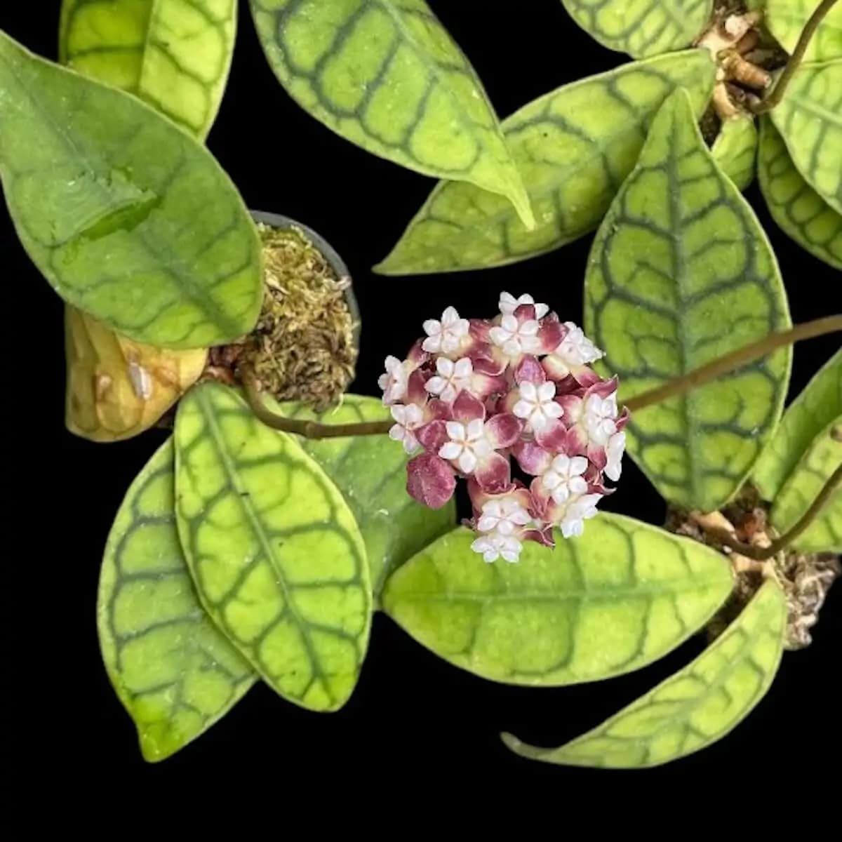 Hoya callistophylla short leaf (SIB15) - Hoya callistophylla short leaf (SIB15)