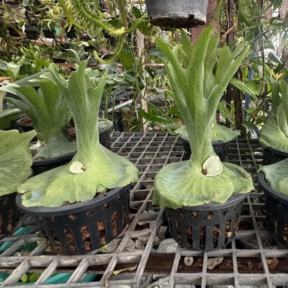 Platycerium grande - platycerium grande for sale
