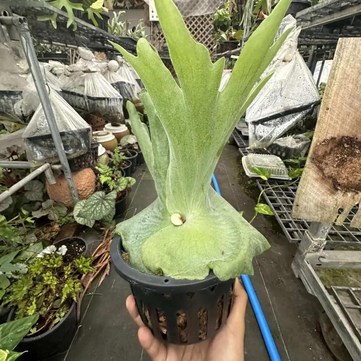 Platycerium grande - platycerium grande for sale