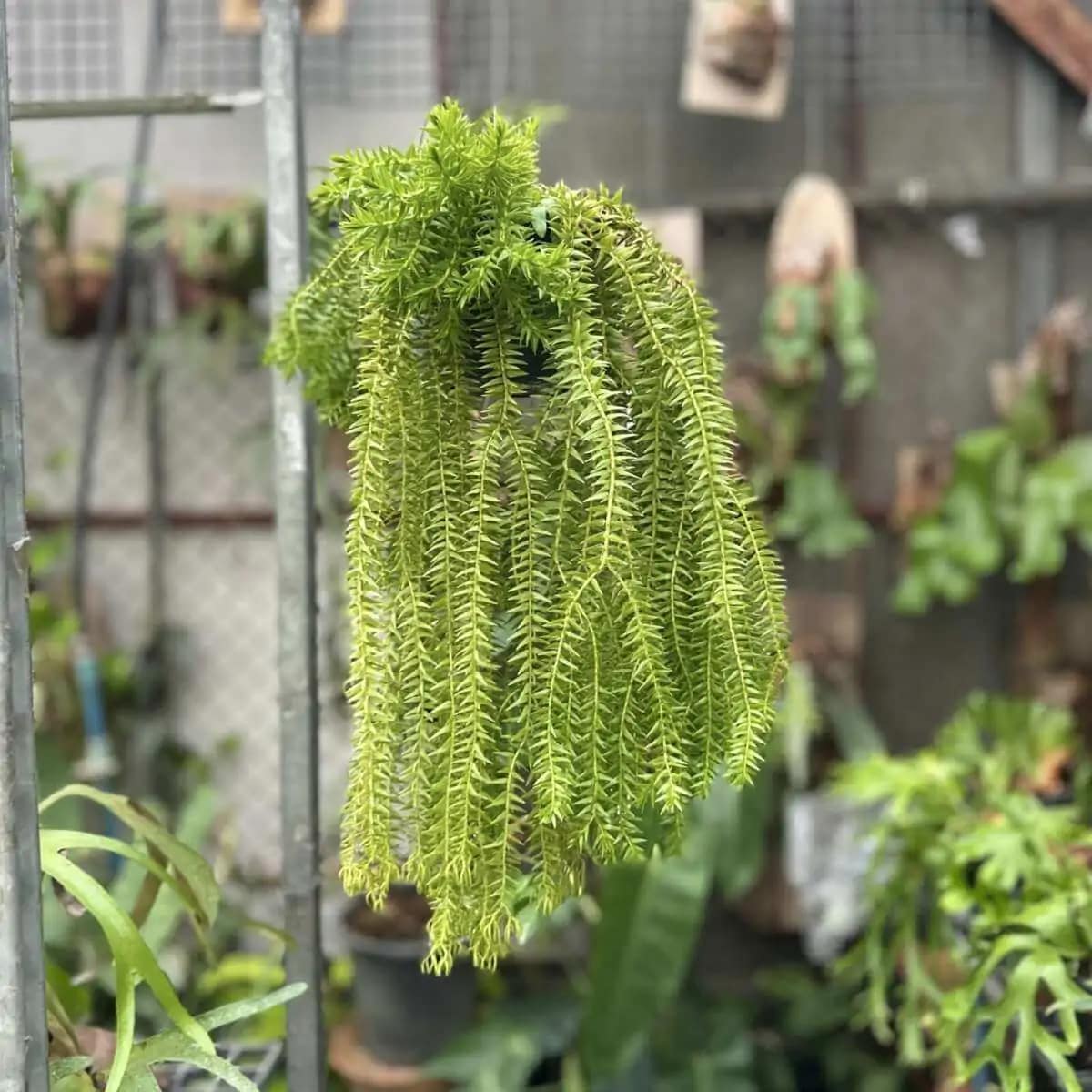 Lycopodium squarrosum