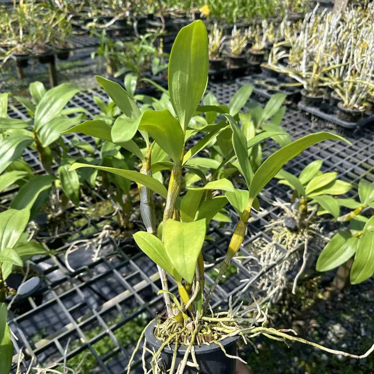 Dendrobium densiflorum (Full Size) - Image 2
