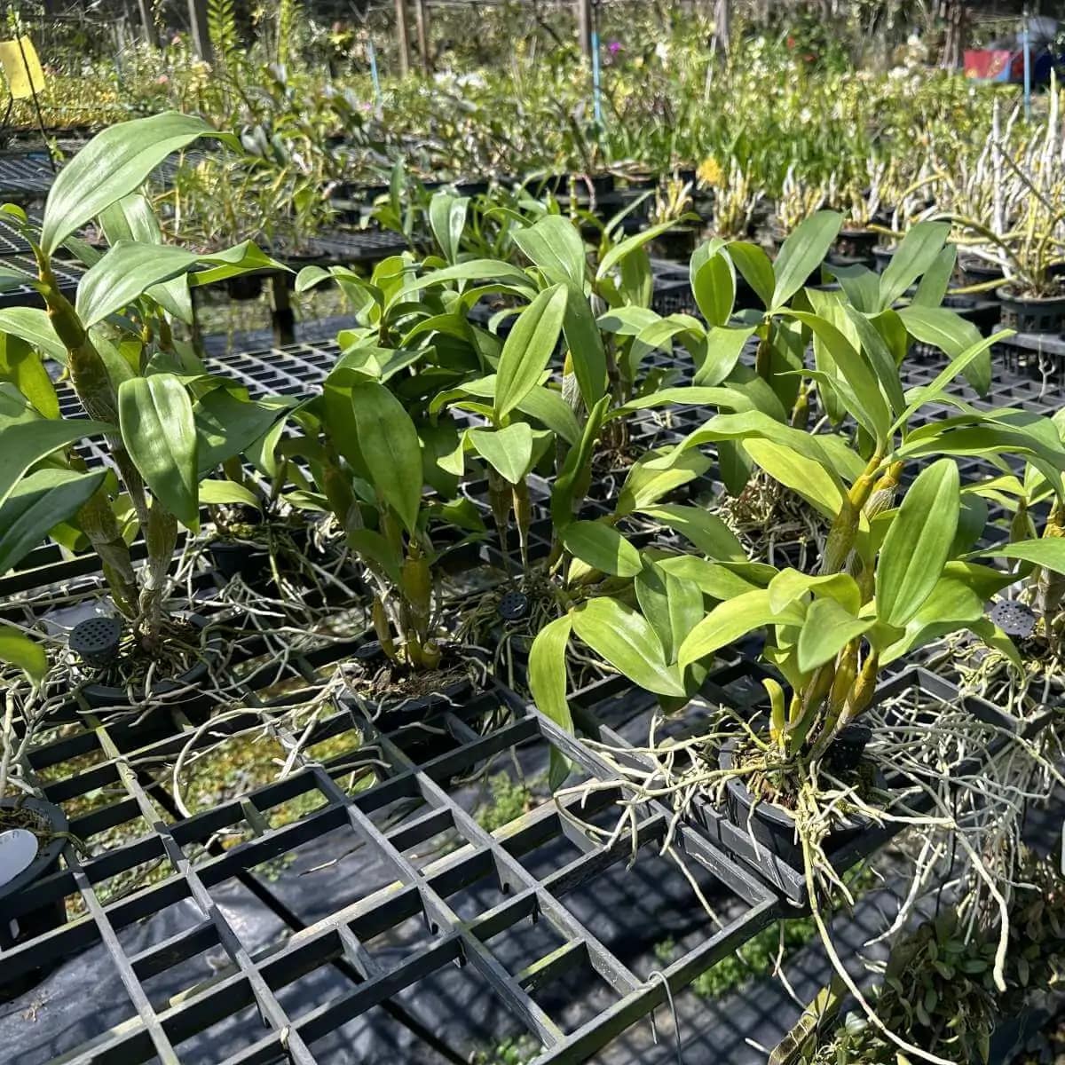 Dendrobium densiflorum (Full Size) - Image 5
