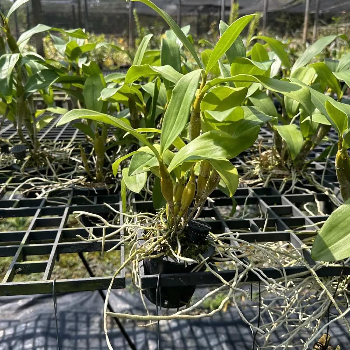 Dendrobium densiflorum (Full Size) - Image 3