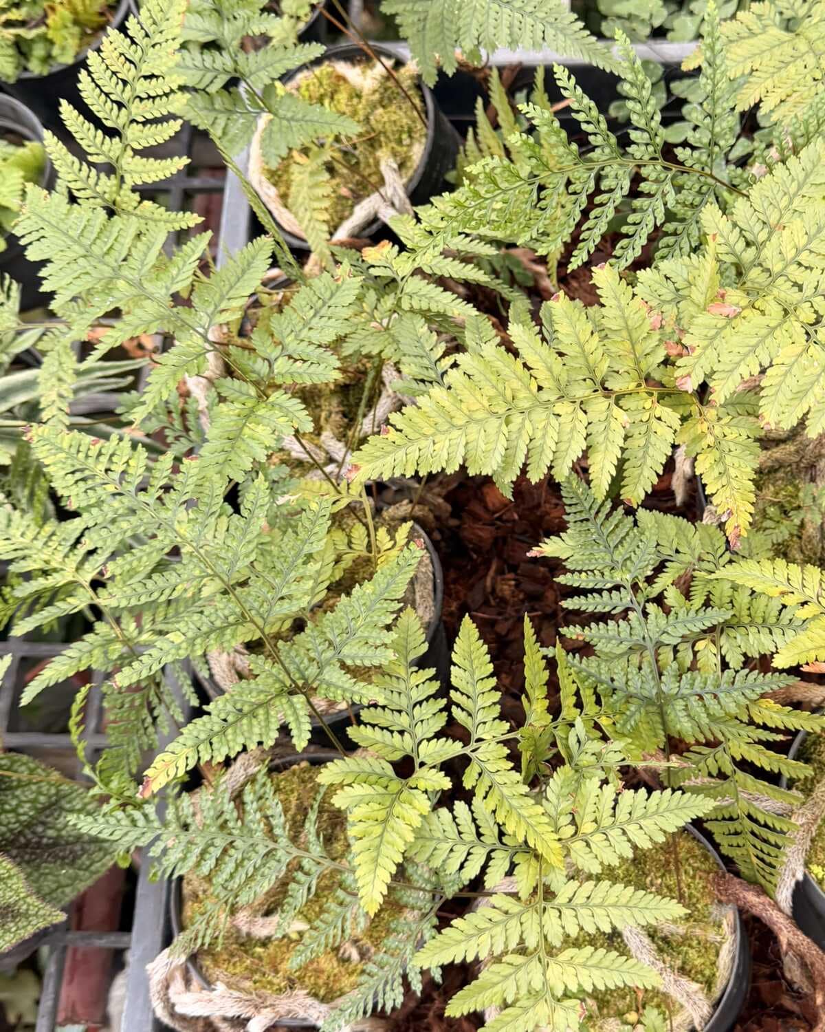 Davallia fejeensis - Davallia fejeensis Rabbit’s Foot Fern