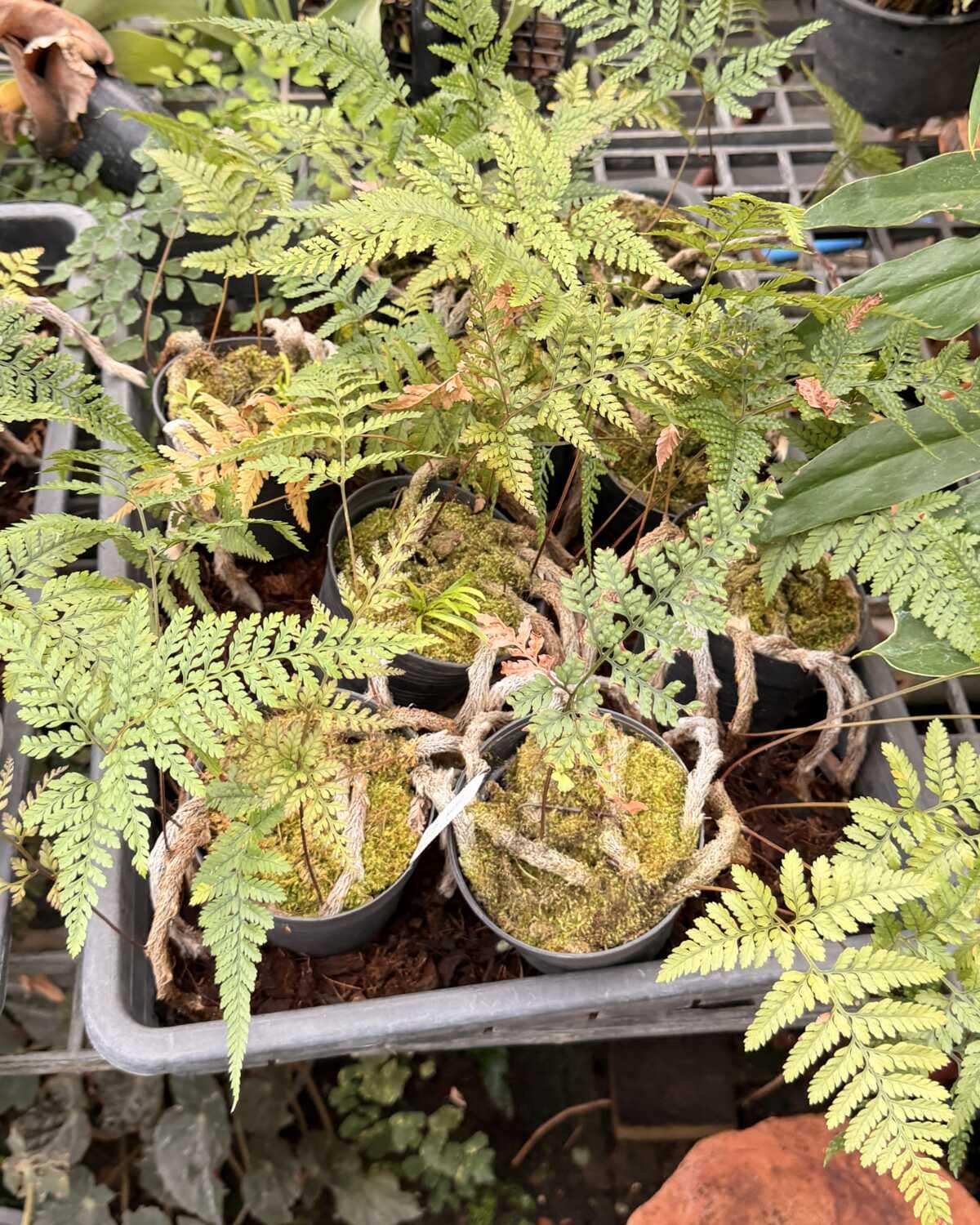 Davallia fejeensis - Davallia fejeensis Rabbit’s Foot Fern