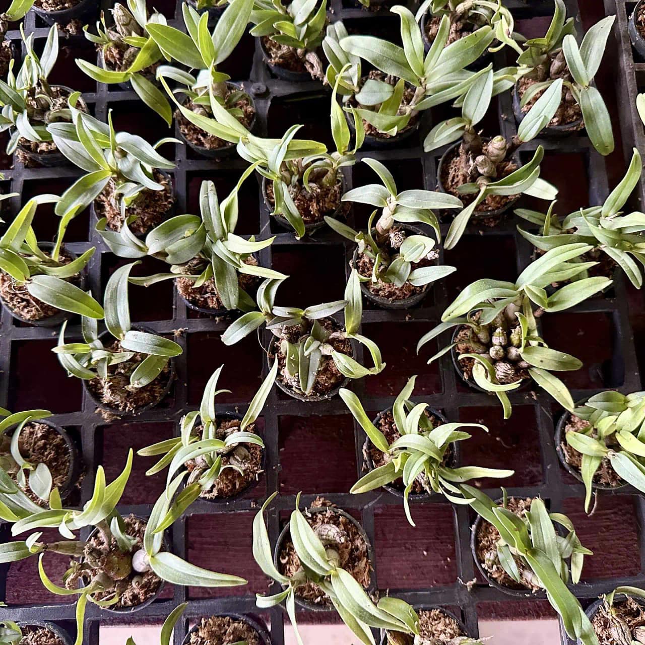 Dendrobium bellatulum (Ready in Sep) - Image 7