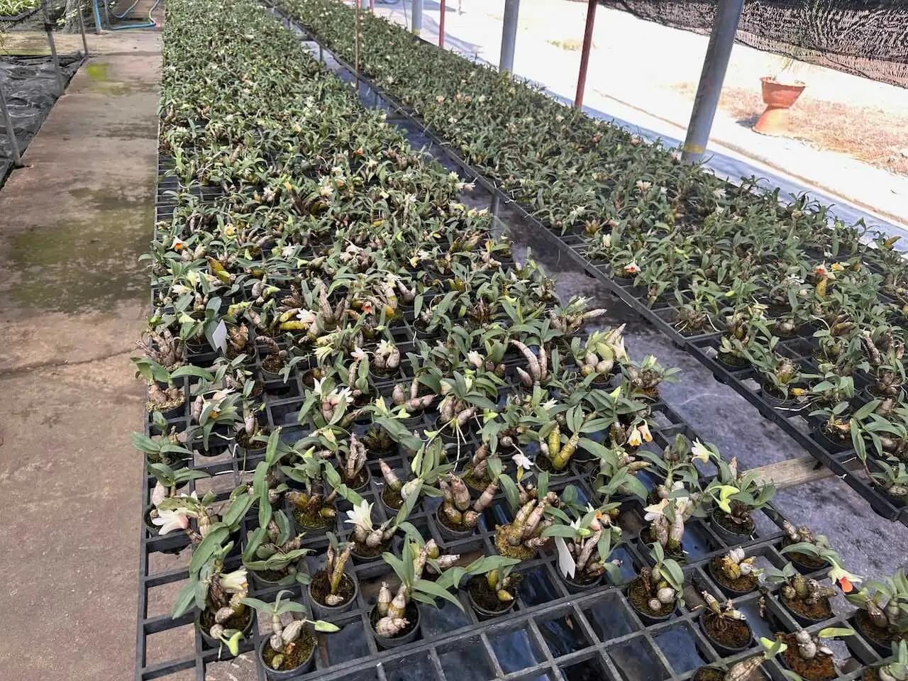 Dendrobium bellatulum